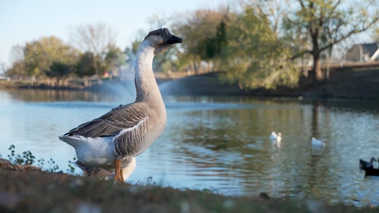 Texas woman badly injured after aggressive geese knock her down at popular park