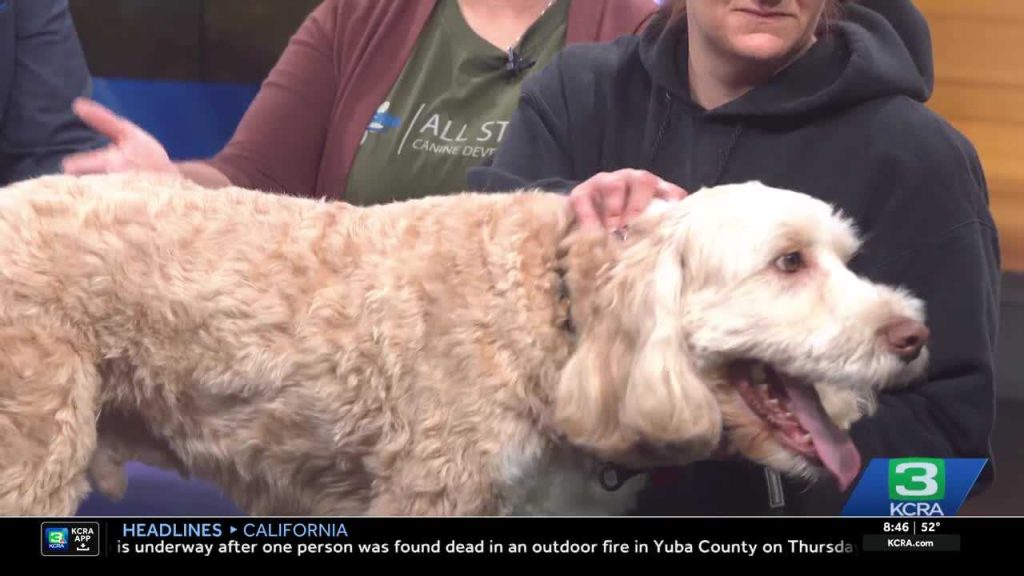 Tips for preparing your pets ahead of holiday gatherings