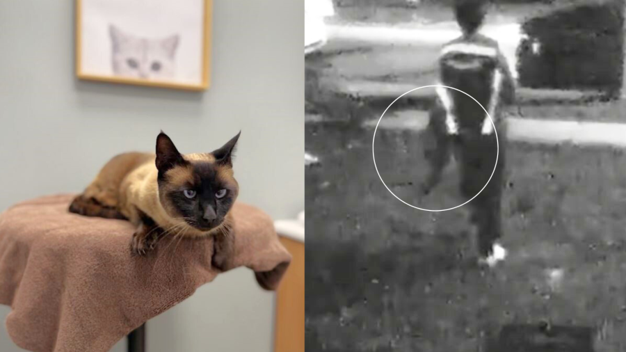 Los Angeles woman speaks out after Amazon driver steals her cat