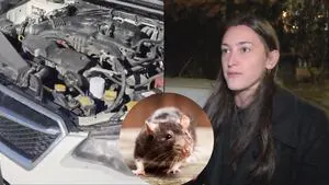 Brookline resident claims car went up in flames on highway because of burrowing rats