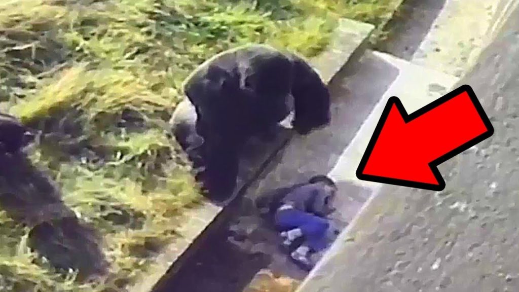 5 Unbelievable Animals That Saved People’s Lives