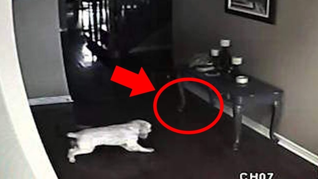 5 Dogs That Saw Something Their Owners Couldn’t See : Ghosts, ESP, & Paranormal