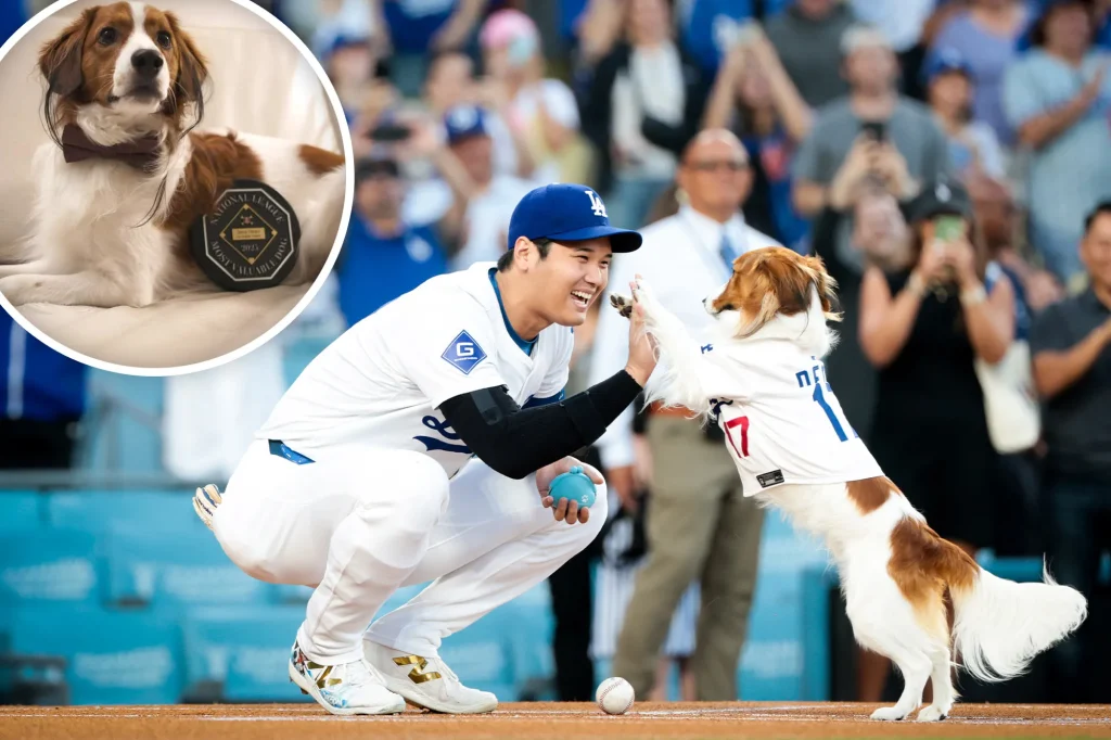 Shohei Ohtani's dog receives unique honor