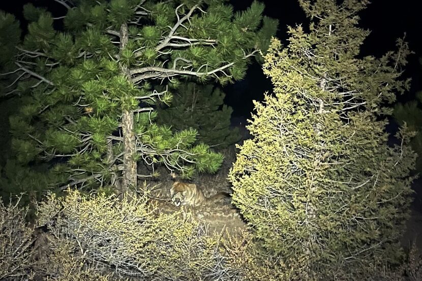 Mountain lion attack in Colorado on New Year’s Day kills woman after other sightings