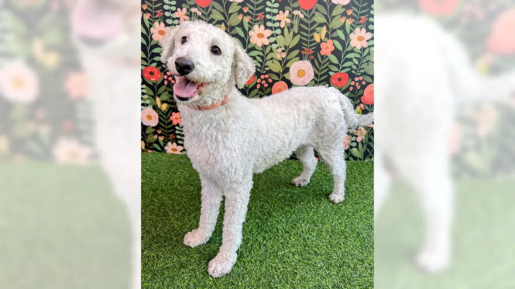 Cuddly poodle mix Clementine makes a great couch companion