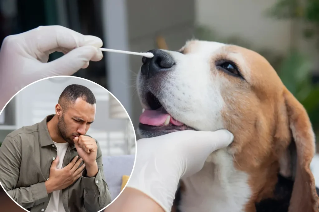 Canine coronavirus: future pandemic threat to humans