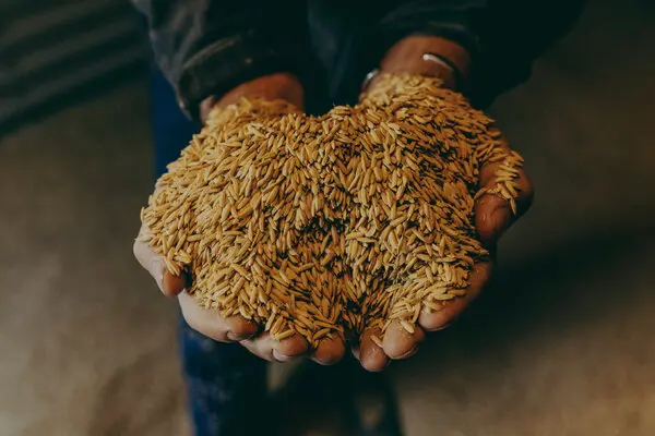 Rice Prices Drop in Mississippi Delta, Adding to Farmers' Hard Times
-