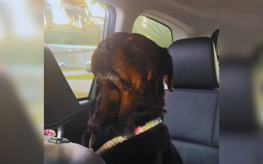 Dog's Heartbreaking Return to Shelter After Day Out