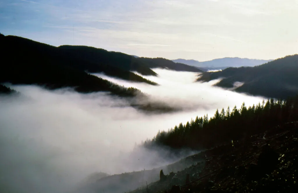 Gov. Tina Kotek selects Nevada state forester to lead Oregon Forestry Department