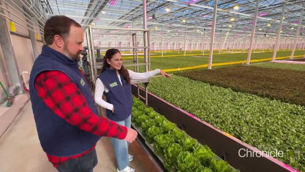 Energy-efficient greenhouse in New Hampshire grows lettuce year-round