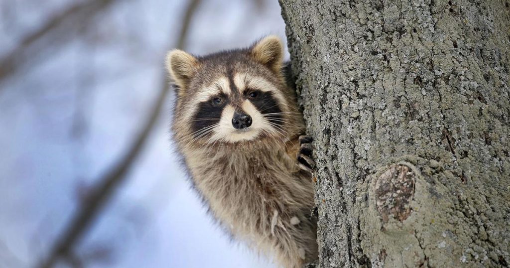 Niagara County issues rabies alert following two raccoons testing positive