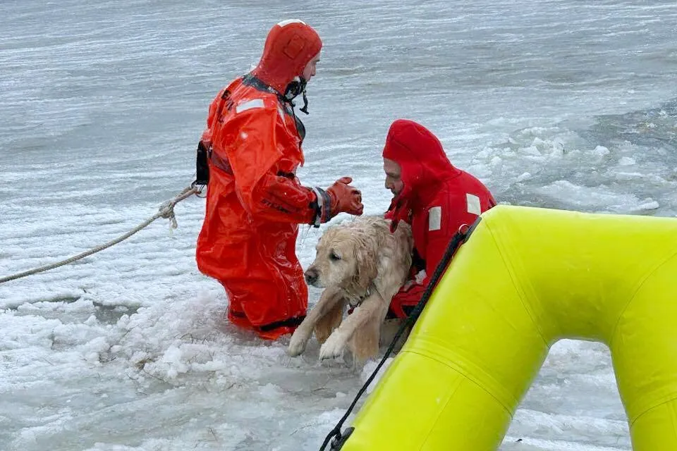 ‘It was the chillest dog I’ve ever seen in my life’: Rhode Island firefighters rescue yellow lab trapped in ice
