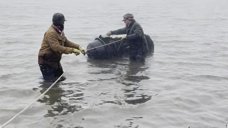 Cow rescued from freezing lake after feeder mishap