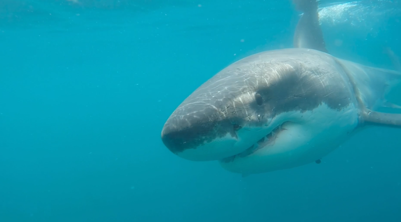 Pacific Grove swimmer’s cause of death confirmed as shark attack