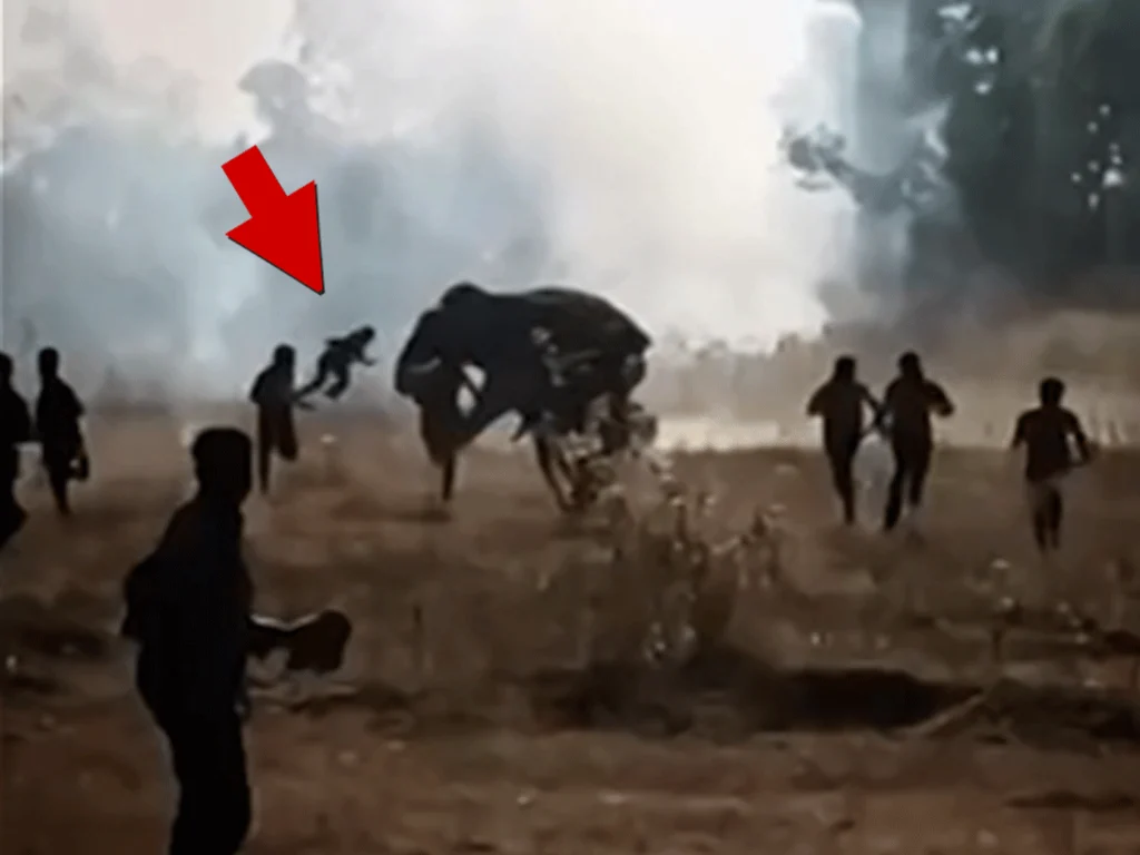 Killer Elephant Leaves 22 People Dead in Chaibasa: Expert Among Victims