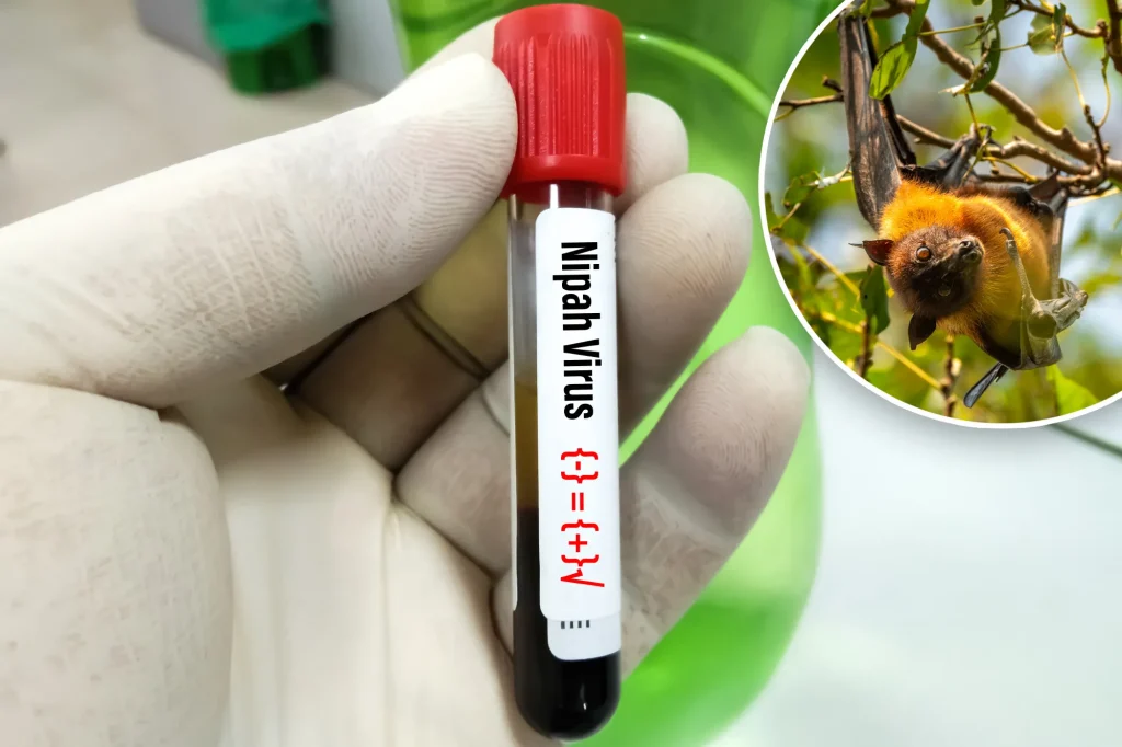 Nipah virus: India's deadly disease explained