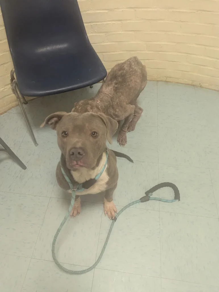 Severely emaciated dogs abandoned in separate incidents in New Haven amid frigid temperatures