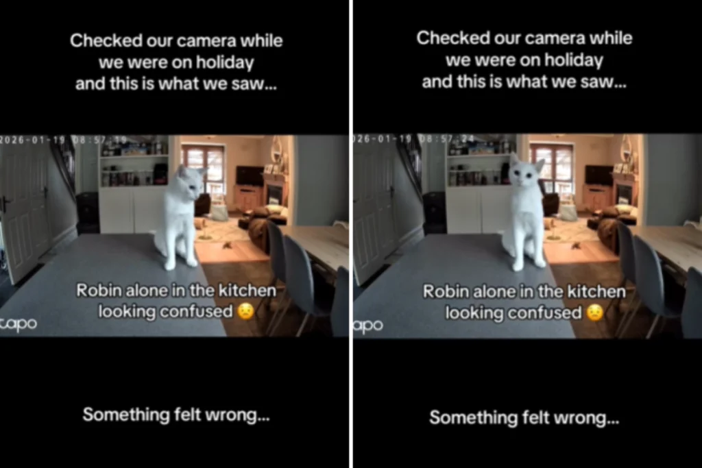 Cat's Bizarre Behavior Caught on Petcam—Owner's Shocking Discovery