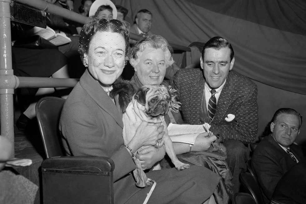 Westminster Kennel Club's 150th Dog Show: Legacy & Milestones