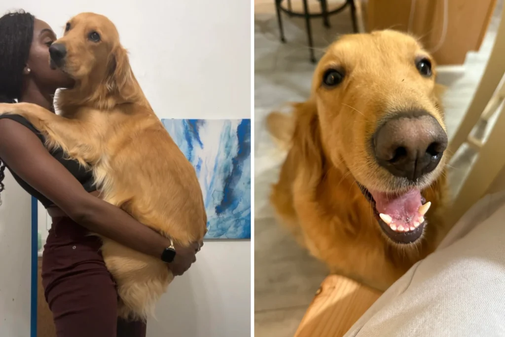 Black Woman's Golden Retriever Shocks Strangers with Breed Choice