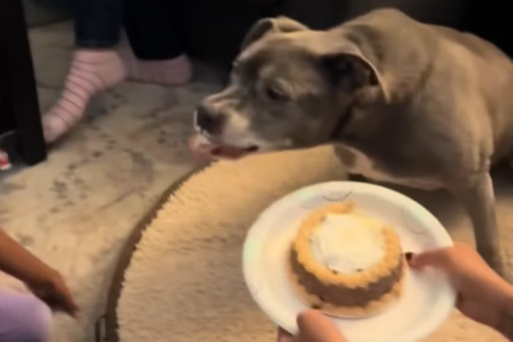 Senior Dog Predicts Gender of Owner's Baby: Heartwarming Reveal Unites All