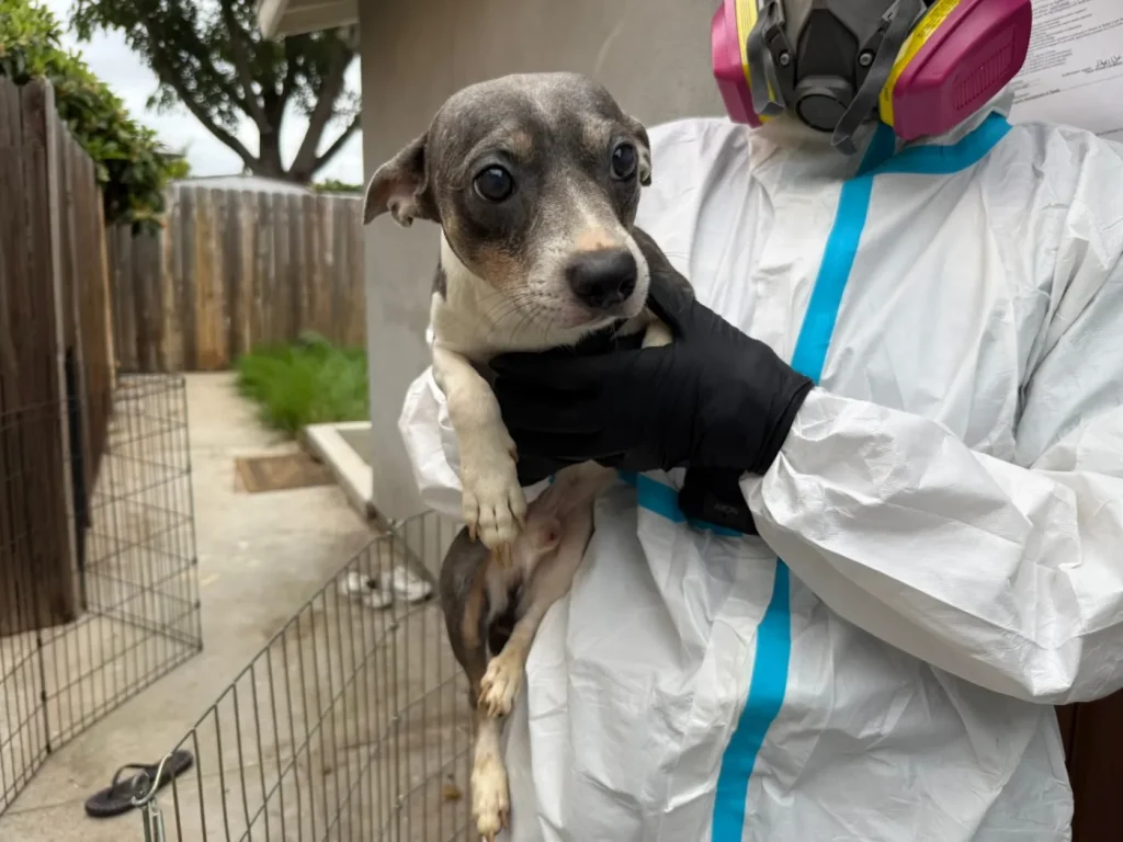 40 dogs rescued from squalid California apartment. ‘One of the worst hoarding situations.’
