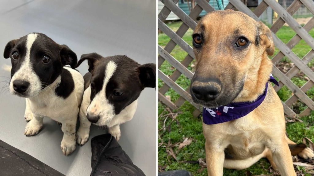 MSPCA's pet safety tips for weekend storm; Adoption website down