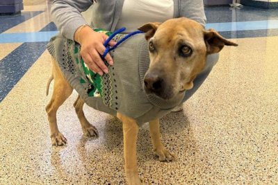 Microchip miracle: Family reunited with dog lost for 10+ years