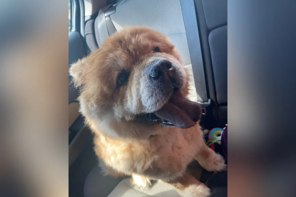 Reddit User Adopts Husky-Aussie Mix: DNA Test Reveals Surprising Results