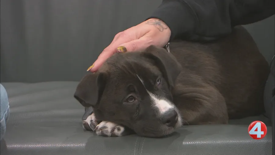 Dakota, the lovable puppy, seeks her forever home