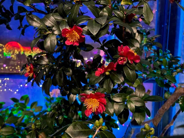 Connecticut’s vibrant camellias: a burst of color indoors and outdoors