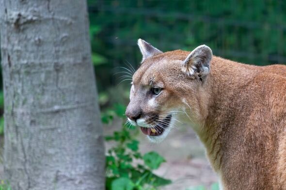 Woman mauled to death by mountain lion in fatal New Year’s Day attack