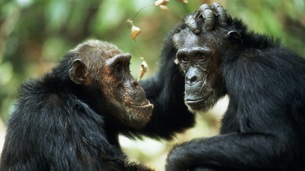 Same-sex sexual behavior in primates: a survival strategy, study finds