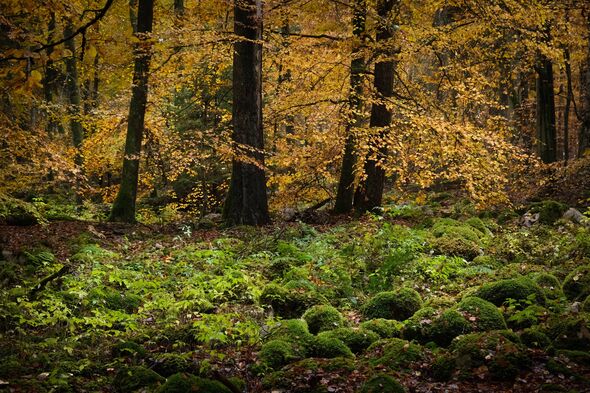 Teenagers kidnapped, stabbed and forced to dig own graves in suspected drug attack