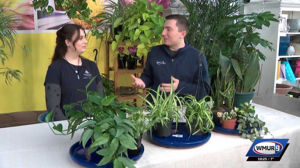 Easy-care house plants: Grow it Green