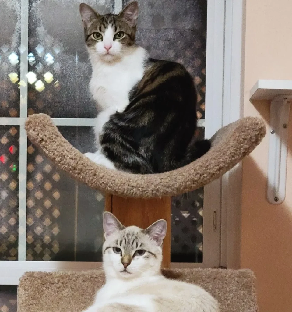 Indie and Sizzle's playful antics: mouse toys, cuddles and 'adorable kitten energy'