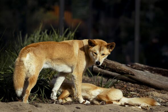 17-year-old found dead surrounded by wild dogs at beach