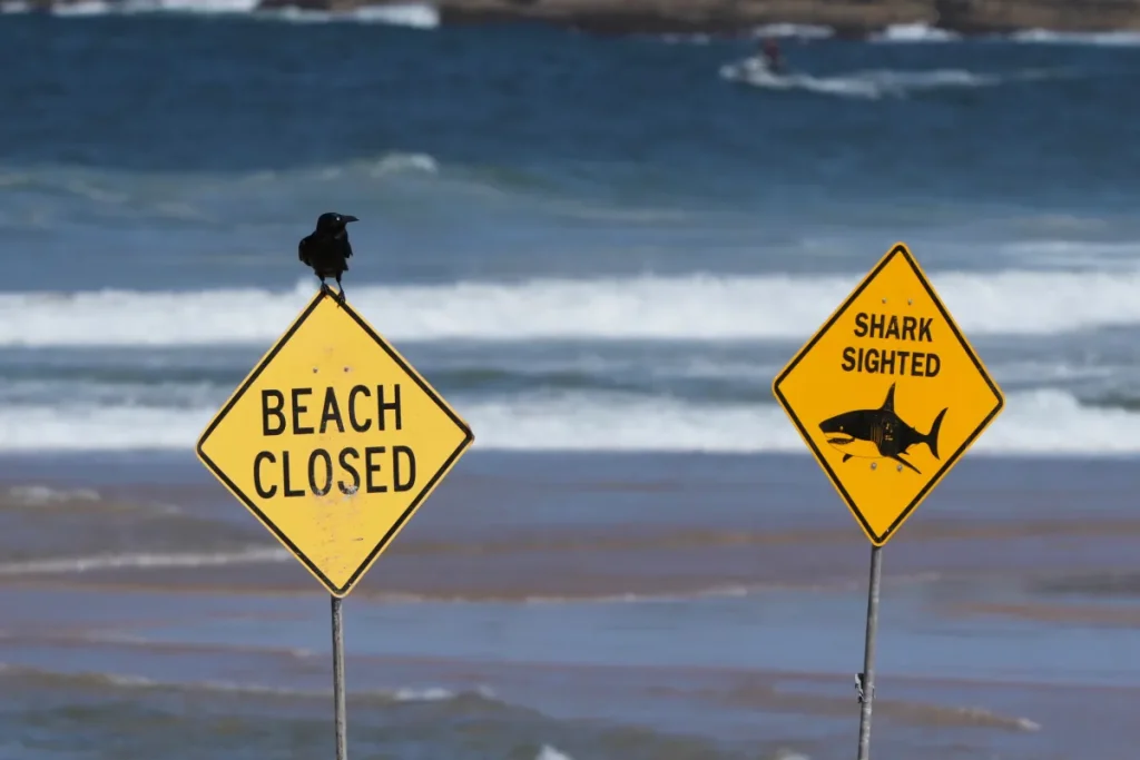 Three Shark Attacks Hit Australia Within 24 Hours