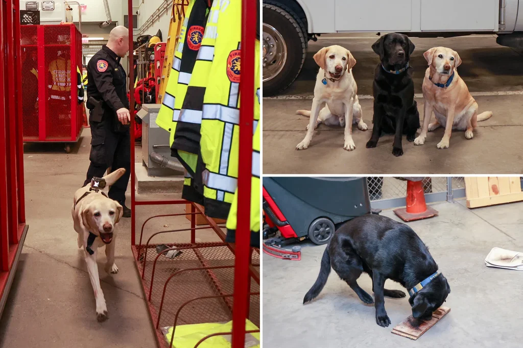 The elite Long Island K-9 unit who’ve been busting perps since they were pups: A powerful deterrent