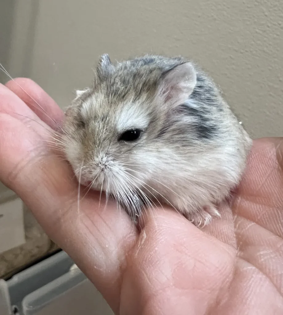 Pet of the Week: Pandora, the All-Giving hamster, seeks a CT home