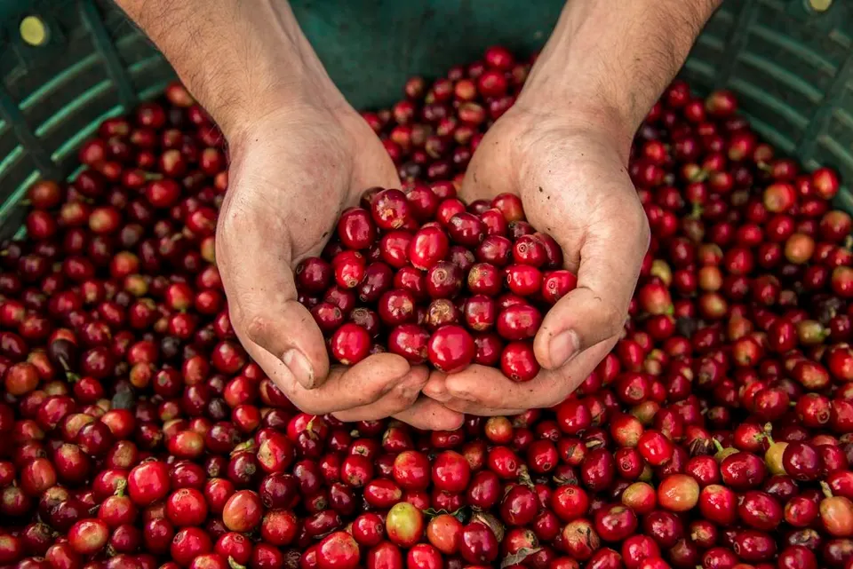 Luxury Hotels Elevate Coffee Experience with Pour-Overs and Roasting Classes