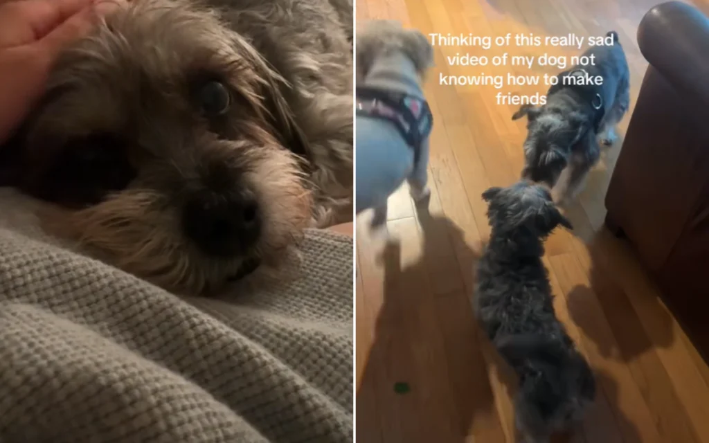 Miggie's Struggle to Make Friends: Heartbreaking Tale of Abandoned Rescue Dog