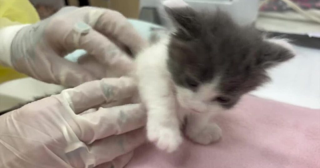 Inside the Smitten Kitten Nursery: Saving Lives 24/7