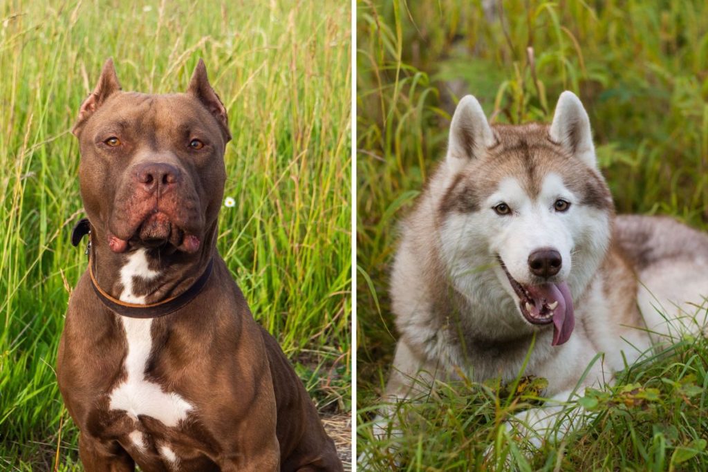 Owner Shares Her Pit Bull and Husky Mix's Unique Look