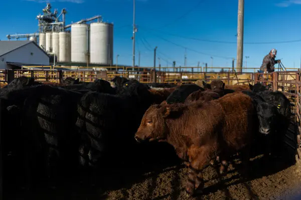 Stock Market Reacts as Tyson Foods Faces $500 Million Loss Due to High Cattle Prices