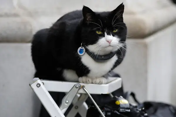 Palmerston, the ‘Chief Mouser’: A Feline Diplomat's Legacy