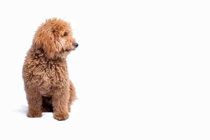 Golden Doodle Abandoned at Airport: Creates Line Up of Potential Adopters
