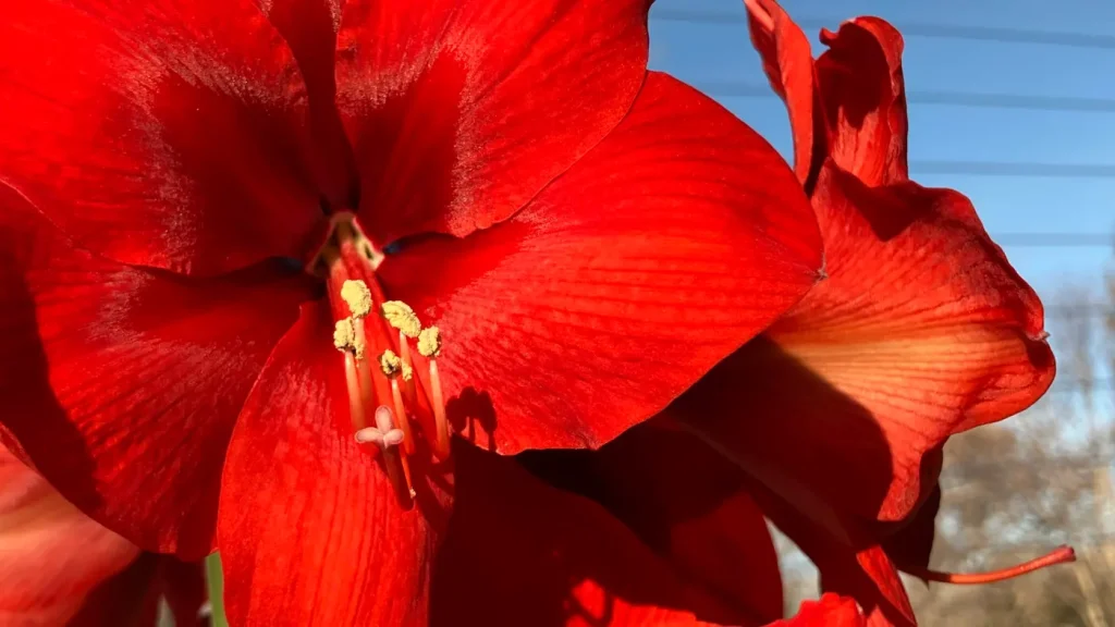 Vibrant amaryllis blooms to brighten your winter days