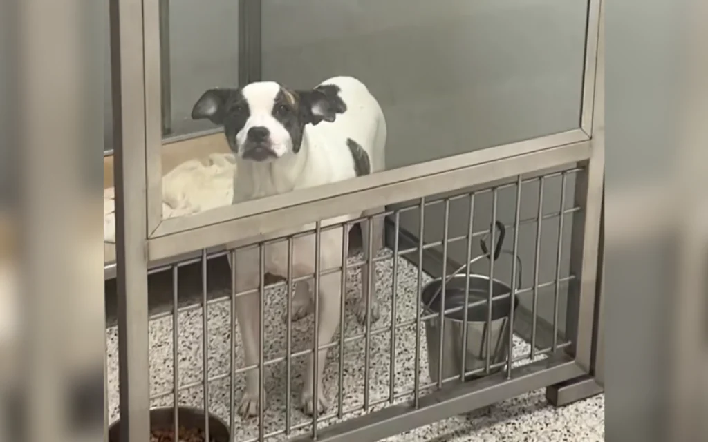 Heartbreaking: Milkbun's Return to Shelter After 6 Months Is Devastating