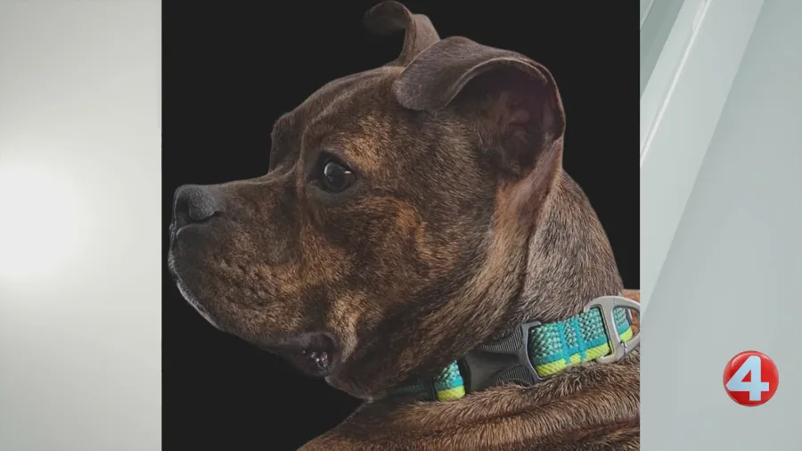 Simon, the very friendly pup, seeks his forever home